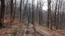 Bois de Varquemont